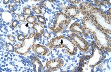 Anti-l-Myc antibody, Internal used in IHC (Paraffin sections) (IHC-P). GTX48739