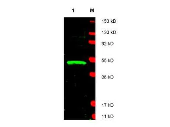 Anti-LDB1 antibody used in Western Blot (WB). GTX48750