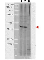 Anti-AHA-1 antibody [25F2.D9] used in Western Blot (WB). GTX48775
