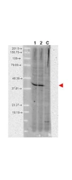 Anti-AHA-1 antibody [25F2.D9] used in Western Blot (WB). GTX48775