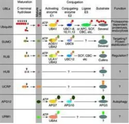 Anti-Sumo antibody used in  (). GTX48821