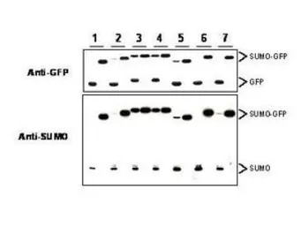 Anti-Sumo antibody used in Western Blot (WB). GTX48822