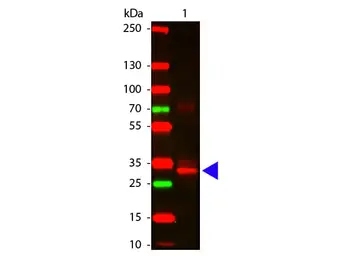 Anti-L-Asparaginase antibody used in Western Blot (WB). GTX48847