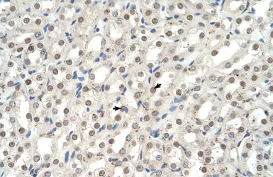 Anti-EHF antibody, N-term used in IHC (Paraffin sections) (IHC-P). GTX49008