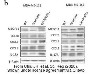 Anti-MEGF11 antibody, Internal used in Western Blot (WB). GTX49102