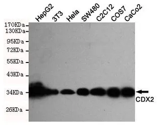 Anti-CDX2 antibody [4B9-B12-E9] used in Western Blot (WB). GTX49136