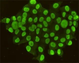 Anti-CDX2 antibody [4F12-B3-H4] used in Immunocytochemistry/ Immunofluorescence (ICC/IF). GTX49162