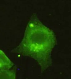Anti-HDAC4 antibody [4A3-H7-C6] used in Immunocytochemistry/ Immunofluorescence (ICC/IF). GTX49181