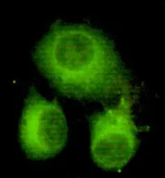 Anti-ATP citrate lyase antibody [3D9-E9-H8] used in Immunocytochemistry/ Immunofluorescence (ICC/IF). GTX49218