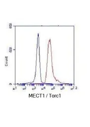 Anti-TORC1 antibody [3D7-E5-D9] used in Flow cytometry (FCM). GTX49232