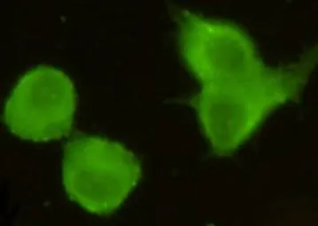 Anti-TORC1 antibody [3D7-E5-D9] used in Immunocytochemistry/ Immunofluorescence (ICC/IF). GTX49232