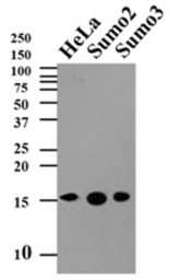 Anti-SUMO2 antibody [AT10F1] used in Western Blot (WB). GTX50000