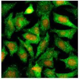 Anti-Maspin antibody [AT2N6] used in Immunocytochemistry/ Immunofluorescence (ICC/IF). GTX50010