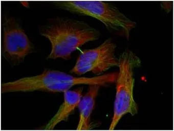 Anti-GSK3 beta (phospho Ser9) antibody used in Immunocytochemistry/ Immunofluorescence (ICC/IF). GTX50090