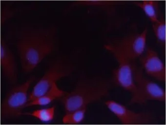 Anti-PTEN (phospho Ser380/Thr382/Thr383) antibody used in Immunocytochemistry/ Immunofluorescence (ICC/IF). GTX50130