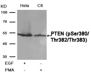 Anti-PTEN (phospho Ser380/Thr382/Thr383) antibody used in Western Blot (WB). GTX50130