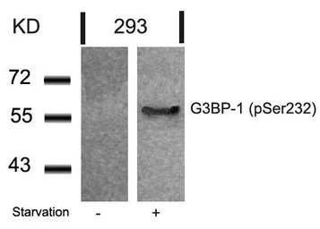 Anti-G3BP1 (phospho Ser232) antibody used in Western Blot (WB). GTX50149