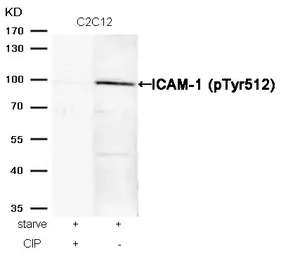 Anti-ICAM1 / CD54 (phospho Tyr512) antibody used in Western Blot (WB). GTX50150
