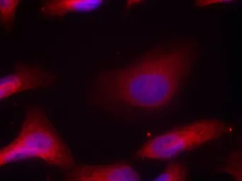 Anti-Src (phospho Tyr530) antibody used in Immunocytochemistry/ Immunofluorescence (ICC/IF). GTX50210