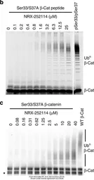Anti-beta Catenin (phospho Ser33) antibody used in Western Blot (WB). GTX50255