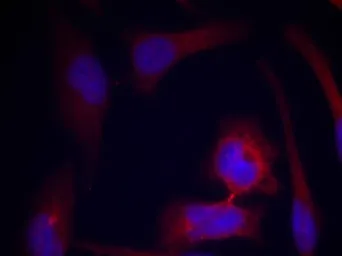 Anti-RPS6 (phospho Ser235) antibody used in Immunocytochemistry/ Immunofluorescence (ICC/IF). GTX50267