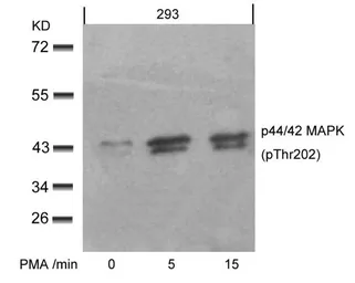 Anti-ERK1 (phospho Thr202) + ERK2 (phospho Thr185) antibody used in Western Blot (WB). GTX50274