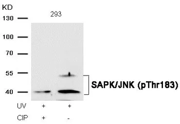 Anti-JNK (phospho Thr183) antibody used in Western Blot (WB). GTX50278