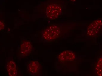 Anti-MAPKAPK-2 (phospho Thr334) antibody used in Immunocytochemistry/ Immunofluorescence (ICC/IF). GTX50321
