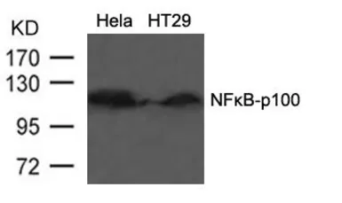 Anti-NFkB p100 antibody used in Western Blot (WB). GTX50375