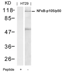 Anti-NFkB p105/p50 antibody used in Western Blot (WB). GTX50377