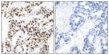 Anti-c-Myc antibody used in IHC (Paraffin sections) (IHC-P). GTX50394