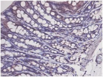 Anti-p53 antibody used in IHC (Paraffin sections) (IHC-P). GTX50438