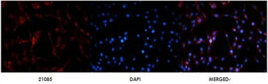 Anti-p53 antibody used in IHC (Paraffin sections) (IHC-P). GTX50438