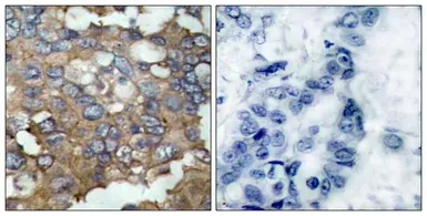 Anti-Src antibody used in IHC (Paraffin sections) (IHC-P). GTX50504