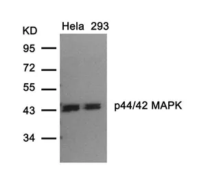 Anti-ERK1/2 antibody used in Western Blot (WB). GTX50560