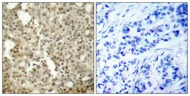 Anti-PKC delta antibody used in IHC (Paraffin sections) (IHC-P). GTX50605