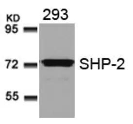 Anti-SHP2 antibody used in Western Blot (WB). GTX50624