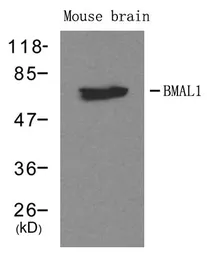 Anti-BMAL1 antibody used in Western Blot (WB). GTX50643