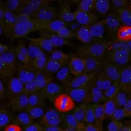 Anti-eIF4G antibody used in Immunocytochemistry/ Immunofluorescence (ICC/IF). GTX50653