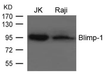 Anti-Blimp1 antibody used in Western Blot (WB). GTX50822