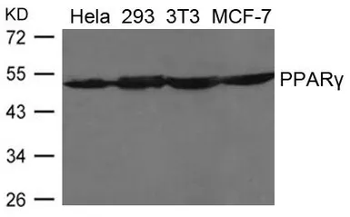 Anti-PPAR gamma antibody used in Western Blot (WB). GTX50828