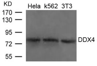 Anti-DDX4 antibody used in Western Blot (WB). GTX50835