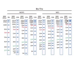 Trident Prestained Protein Ladder (High Range). GTX50875