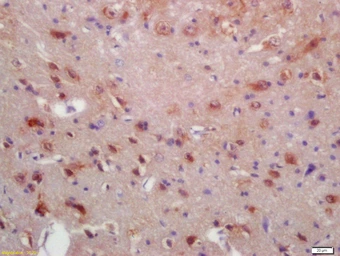 Anti-MRF antibody used in IHC (Paraffin sections) (IHC-P). GTX51055