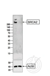 Anti-BRCA2 antibody used in Western Blot (WB). GTX51235