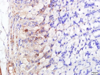 Anti-FABP5 antibody used in IHC (Paraffin sections) (IHC-P). GTX51535