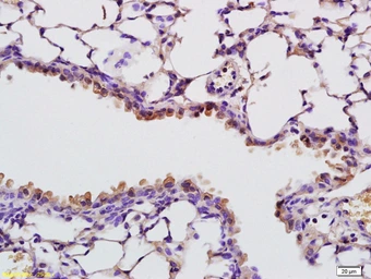 Anti-RNASE4 antibody used in IHC (Paraffin sections) (IHC-P). GTX51733