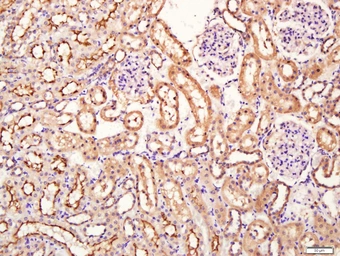 Anti-SIRT4 antibody used in IHC (Paraffin sections) (IHC-P). GTX51798