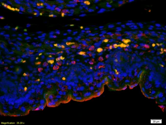 Anti-CCDC61 antibody used in IHC (Paraffin sections) (IHC-P). GTX51908