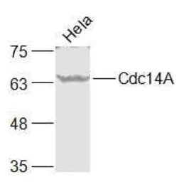 Anti-CDC14A antibody used in Western Blot (WB). GTX52005
